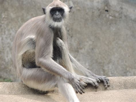 Monkey Free Stock Photo - Public Domain Pictures