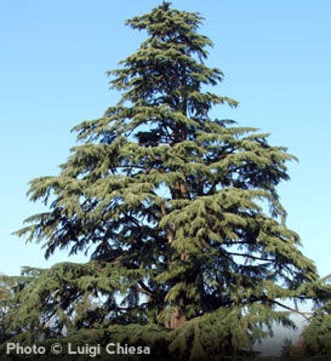 Deodar Cedar Trees for Sale at Arbor Day's Online Tree Nursery - Arbor ...