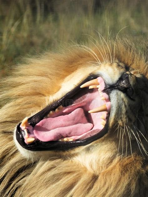 Roaring male lion stock image. Image of lion, closeup - 38378671