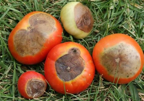 Poopy Bum (Bottom End Rot) - Daniel's Gardening Blog