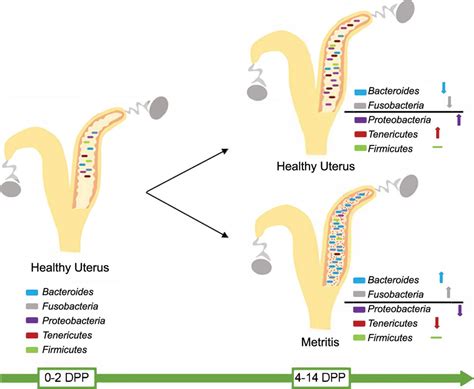 Symposium review: The uterine microbiome associated with the ...