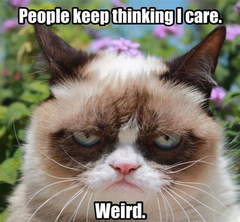 Grumpy cat: people keep thinking i care. weird. #cats #humor #grumpy | Funny grumpy cat memes ...