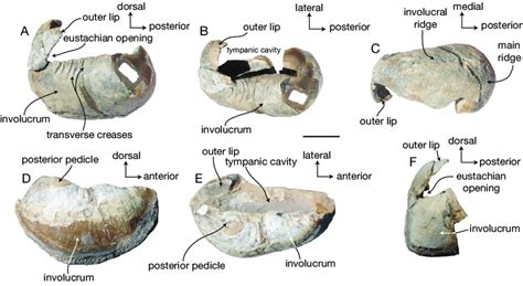 -Tympanic bullae of balaenid mysticetes: A, UCMP 219100, partial right... | Download Scientific ...