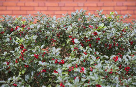 Garden Plot: Do some holly jolly pruning - WTOP News