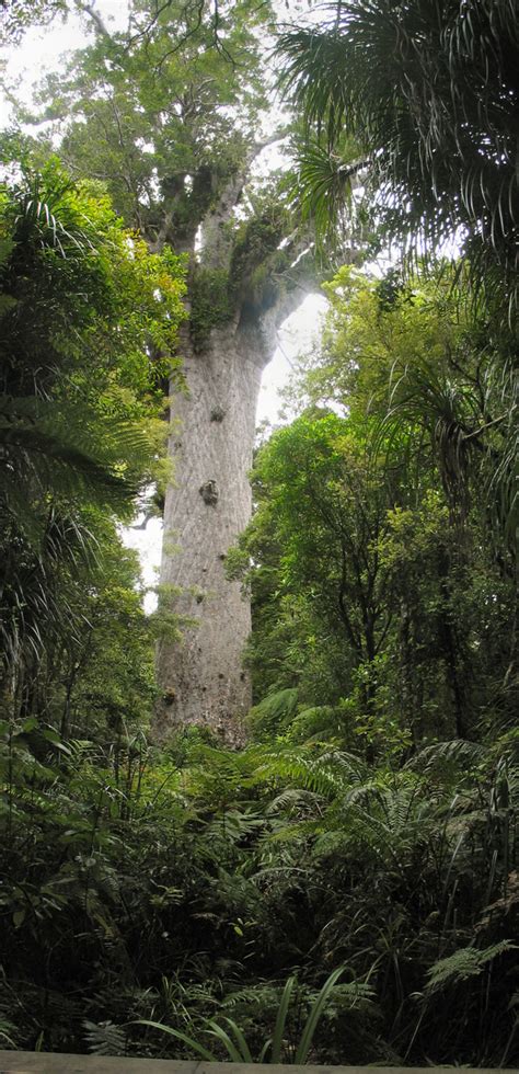 Waipoua Forest, Nueva Zelandia Información Turística