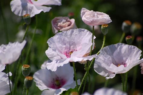 日本 自然 植物 · Pixabayの無料写真