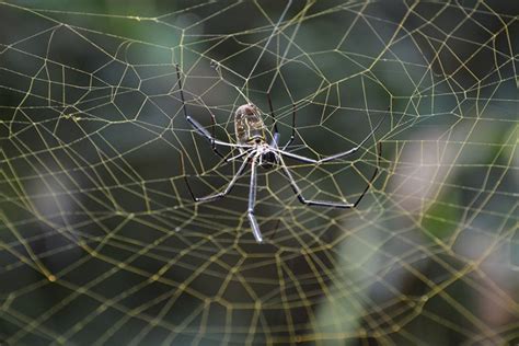 What are spider webs made of? And how do they spin them? – 2000 Daily