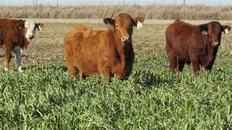 Planting Annual Forages | UNL Beef