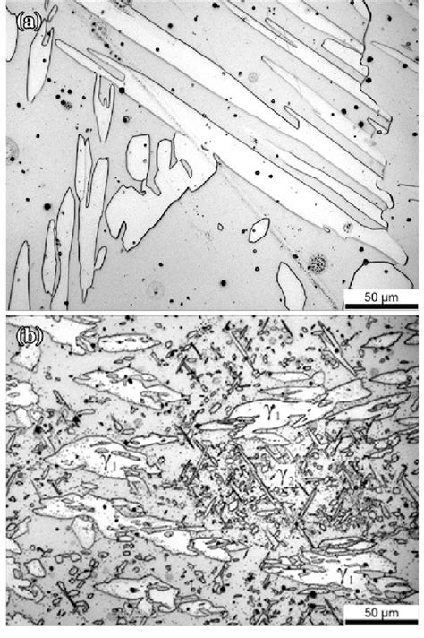 Changes in austenite morphology (white phase) resulting from different... | Download Scientific ...