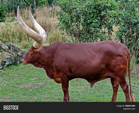 Watusi, Breed Cattle Image & Photo (Free Trial) | Bigstock