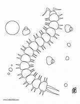 Millipede Coloring Pages sketch template
