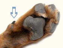 nouns - What is the etymology of "dewclaw"? - English Language & Usage ...