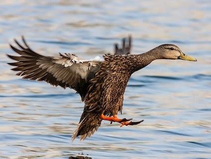 Mottled Duck, Identification, All About Birds - Cornell Lab of Ornithology