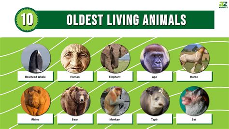 The 10 Oldest Living Mammals - A-Z Animals