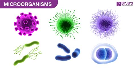 Useful Microorganisms