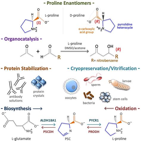 Frontiers | The Multifaceted Roles of Proline in Cell Behavior