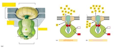 ATP Synthase Diagram | Quizlet