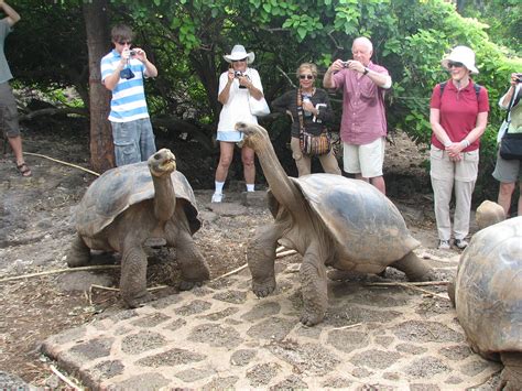 Giant Tortoises in the Charles Darwin Centre, Santa Cruz I… | Flickr