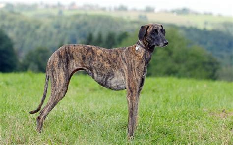 All About Sloughi Dog Breed – Origin, Behavior, Trainability, Facts ...