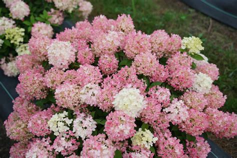 Fire Light Tidbit® - Panicle Hydrangea - Hydrangea paniculata | Proven Winners