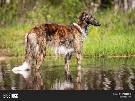 Brindle Dog Borzoi Image & Photo (Free Trial) | Bigstock