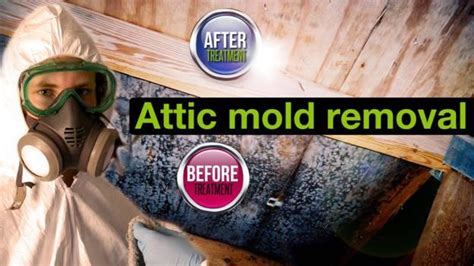 Attic Mold Removal Services | Ottawa, Ontario - Mold Removal Ottawa