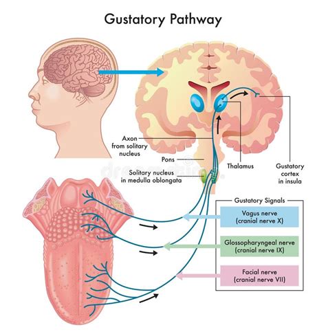 Gustatory System Stock Illustrations – 10 Gustatory System Stock ...