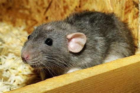 Aw Rats! 5 Telltale Signs You’ve Got a Rat Infestation at Home