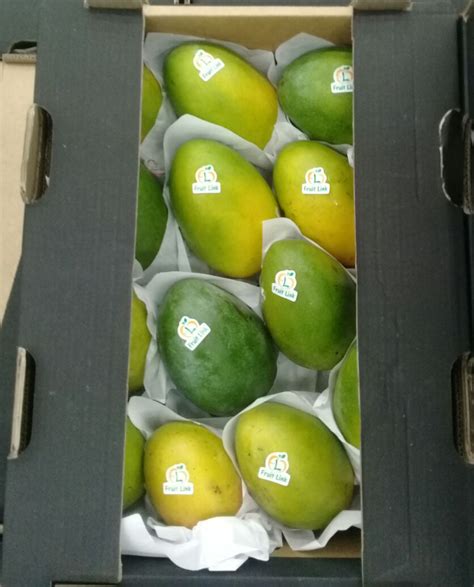 Keitt Mango | Fruit Link Fresh Produce