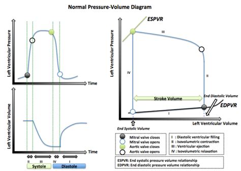 The Pressure-Volume Relationship and Cardiac Output – Human Physiology