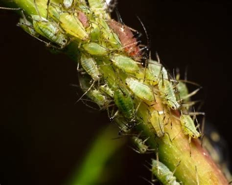 5 Ways to Get Rid of Aphids (Organically)