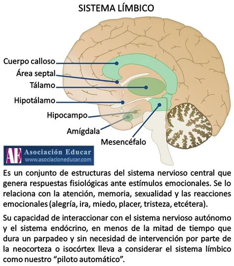 Infografía Neurociencias: Sistema límbico. | Asociación Educar ...