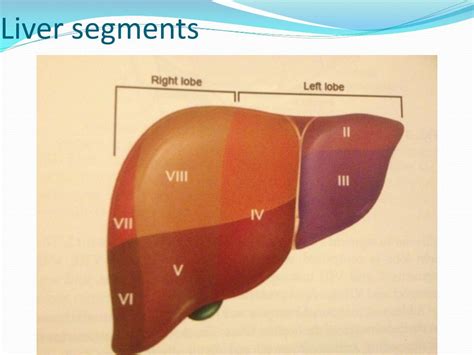 PPT - The liver PowerPoint Presentation, free download - ID:2769315