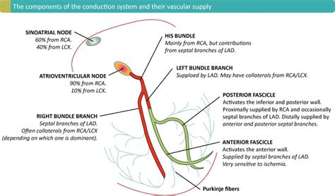 Supraventricular and intraventricular conduction defects in myocardial ischemia and infarction ...