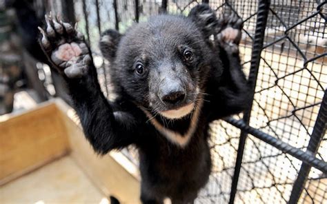 One of 22 smuggled moon bear cubs waving at the camera at Yunnan Wild Animal Park in Kunming ...