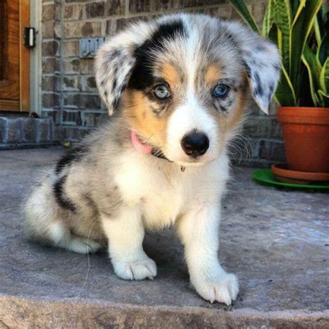 Australian Shepherd Corgi Mix For Sale | PETSIDI