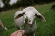 Goat Eating GIFs | Tenor