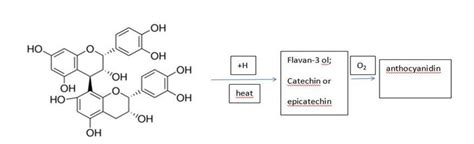 Procyanidin B2, MW 578.5. The known steps leading to the... | Download ...