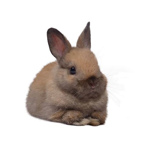 Netherland Dwarf Rabbit Colors - Every Bunny Welcome