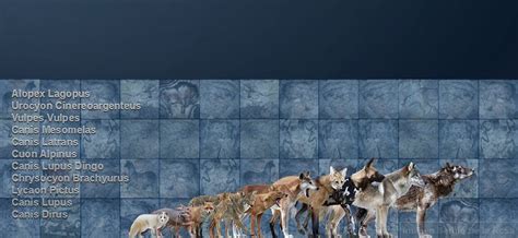 canidae by serchio25 on DeviantArt | Extinct animals, Prehistoric animals, Animals