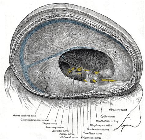 [Figure, Sinuses of Dura Mater, Falx...] - StatPearls - NCBI Bookshelf