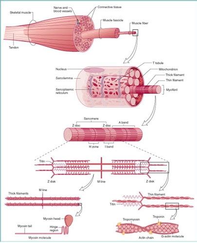 Muscle Contraction flashcards | Quizlet