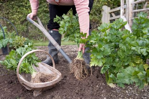 How to Grow Celeriac - BBC Gardeners World Magazine