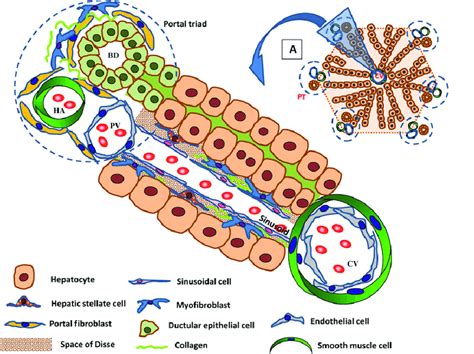 Liver structure and hepatic fibrogenic cells. The liver consists of... | Download Scientific Diagram