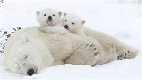 Wake up! Cute polar bear cubs climb on top of their snoozing mum | Nature | News | Express.co.uk