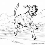 Great Dane Coloring Pages  Free & Printable sketch template