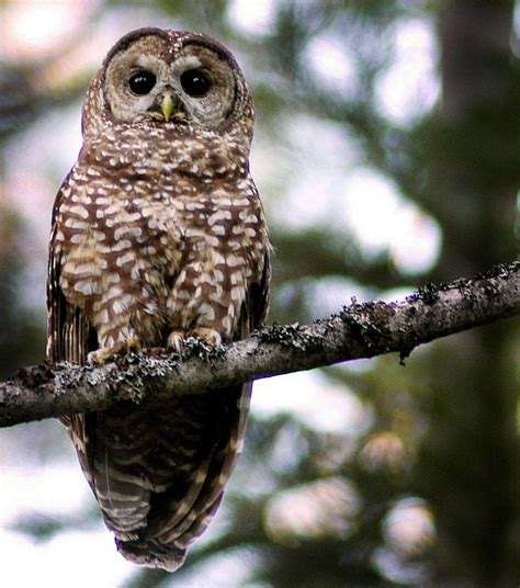 Key public meetings in Portland Wednesday on northern spotted owl ...