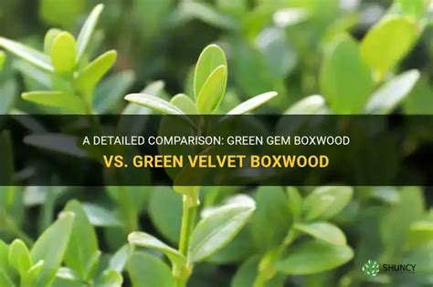 A Detailed Comparison: Green Gem Boxwood Vs. Green Velvet Boxwood | ShunCy