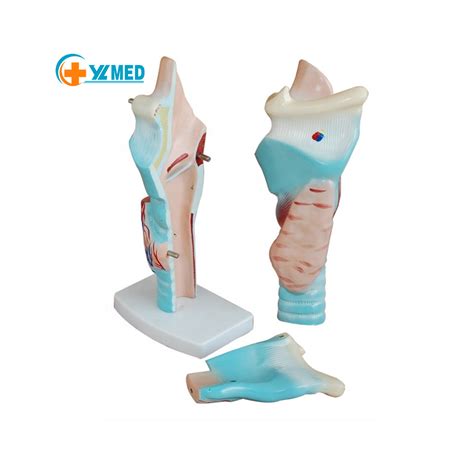 China Best selling Advanced Larynx Structure and Function Model human ...