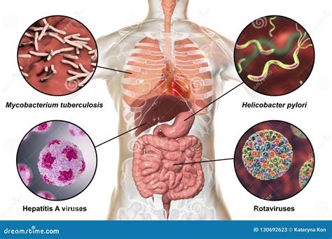 Human Pathogenic Microbes, Respiratory and Enteric Pathogens Stock Illustration - Illustration ...